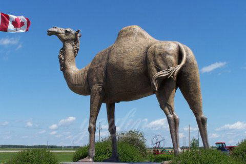 Life Size Garden Cast Camel Bronze Animal Sculpture