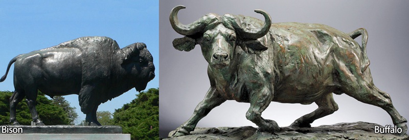 the difference between bison and buffalo