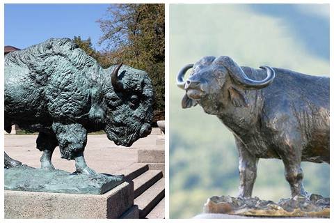 the difference between bison and buffalo (7)