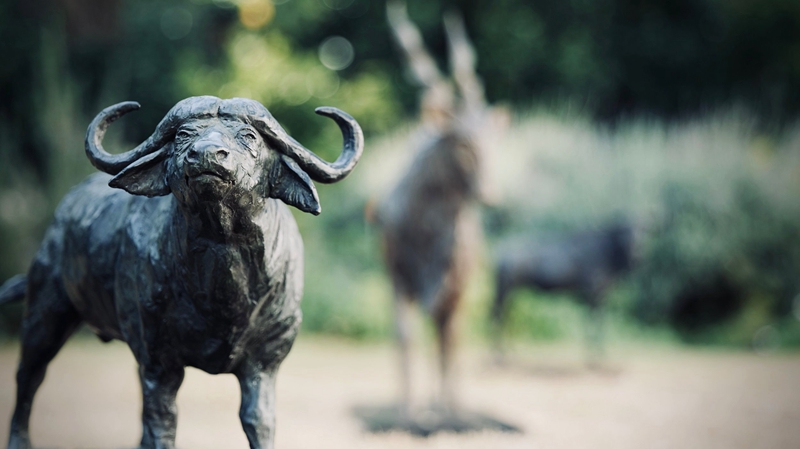 Bronze buffalo statue (2)