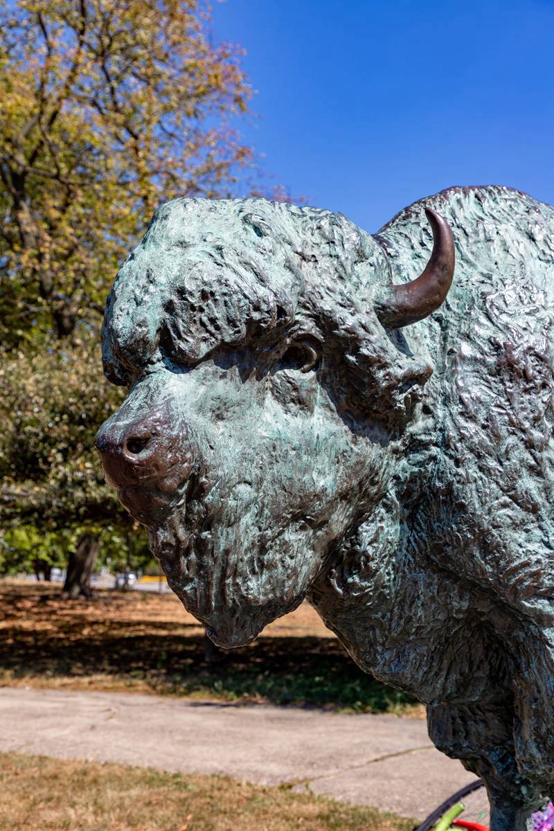 bronze Buffalo Bison Statue (12)